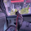 송림동물병원 이미지