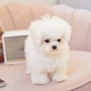 펫 탑 클래스 이미지