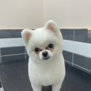 카카오T펫택시(백석점) | "멍이요" 운행 일지 천안시 동남구 봉명동 → 서북구 백석동 "키워보리"