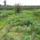 교촌농장 이미지