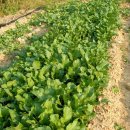 황골농장 이미지