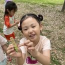 [숲놀이] 6월 개미 관찰 및 자연속 공기청정기 나무🌳 이미지