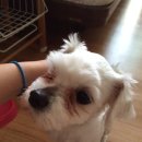 사삼칠