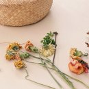 쿠치케(Cucheecke) 네이버블로그