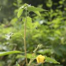 김삿갓어둔골 이미지