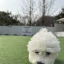 라비쉬독 이미지