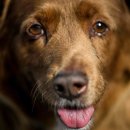 보비동물병원 이미지