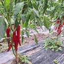 2025년산 햇 건 고추 (반 태양초) 판매합니다. 이미지