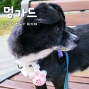 댕댕이꺼 | 강아지 진드기 퇴치제 댕댕이 산책 필수품 멍가드 사용후기