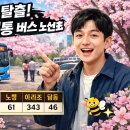 제주대학교 (종점방면) | 제주대 벚꽃길 실시간 개화 상황 &amp; 버스 노선 총정리 (주차 전쟁 피하는 법)