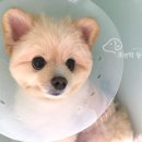 조앤박동물병원 네이버블로그