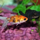 황상초등학교 이미지