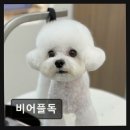 비어플독(be a flower dog) | 의정부 민락2지구 강아지미용 비어플독 148건 리뷰 믿음직한 곳