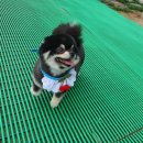 그루밍 봄 이미지