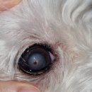 24시 라인동물의료센터 | 부산 24시 2차 동물병원ㅣ동래 리본 동물의료센터 안과 진료 후기 강아지 눈 치료 일지#5