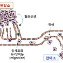 27. 상어연골이나 상어간유는 종양 혈관신생을 억제하고 암 발육을 억제한다 이미지