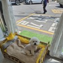 사랑해똥깡아지 이미지