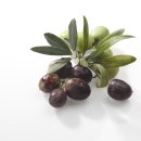 올리브 이미지