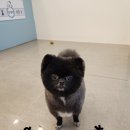 로이애견 이미지