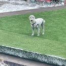 포포애견펜션 이미지