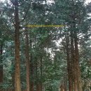 제주로뎀나무하우스 이미지