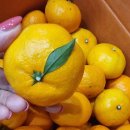 옥분농장 이미지