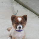 멍루아 펫살롱 이미지