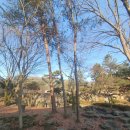 두그루나무 이미지