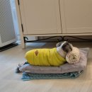 과천우주동물병원 이미지