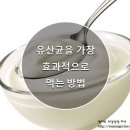 유산균의 똑똑한 섭취방법 이미지