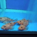 떡과 한식 디저트(야간) 이미지