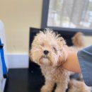 그루밍독스 이미지