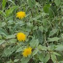 자당공원(송현) 이미지