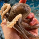 소문난쭈꾸미 이미지