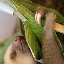 나무늘보 이미지