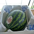 단풍미인 이미지