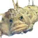 청해바다 | 계양구청 횟집 청해바다수산 가성비 좋은 커플A세트 내돈내산