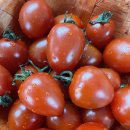 개구리당구장 이미지