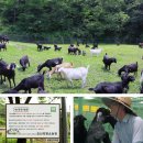 오산흑염소농장 이미지