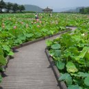 경주연꽃단지 이미지