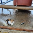 까사콩새 이미지