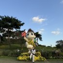 지동길 | 화순 고인돌 유적지 가을꽃 축제 완전 정복! 🚗 주차·운영시간·요금 총정리