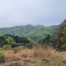 비암농장 | 오지산행후기(1097차) 나무음순 2023.04.23(일)
