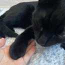 낙하목장 이미지