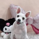 수니네 강아지 미용실 | 청주 율량동 강아지미용 퍼피안 추천후기