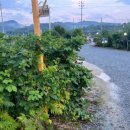 진천숯불고기 이미지