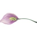 울알라애견미용 이미지