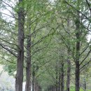 노을공원가로수길 이미지