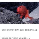 칠레에서 발견된 신종 물고기 이미지