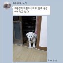 똥강아지 이미지